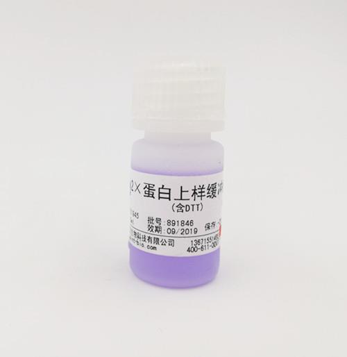 2×蛋白上樣緩沖液（含DTT）